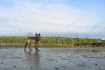 Wolf (Canis lupus) on mudflats  Great Bear Rainforest  British Columbia  Canada