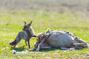 Red fox and Sheep corpse - PN Cabañeros Spain