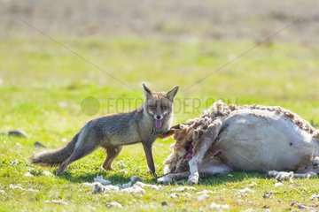 Red fox and Sheep corpse - PN Cabañeros Spain
