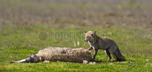 Red fox eating a Sheep - PN Cabañeros Spain