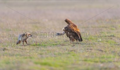 Red fox face a Griffon Vulture - PN Cabañeros Spain