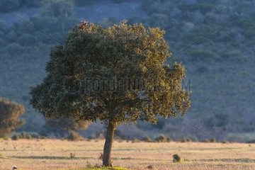 Griffon Vulture on a tree - PN Cabañeros Spain