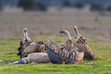Griffon Vultures and Sheep corpse - Cabañeros NP Spain