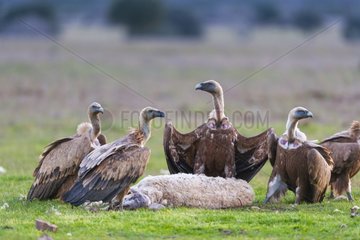 Griffon Vultures and Sheep corpse - Cabañeros NP Spain