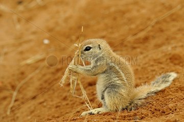 Young South African Ground Squirrel and dry grass - Namibia