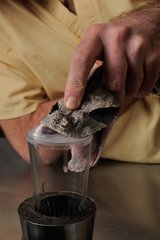 West African Gabon viper's venom removal in a laboratory