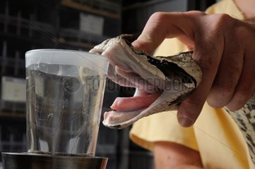 West African Gabon viper's venom removal in a laboratory