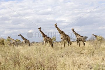 Giraffe in the Chobe NP in Botswana