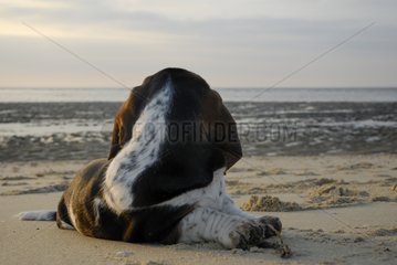 Puppy Basset Hound tricolor 3 months at the beach