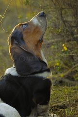 Portrait of Figaro tricolor Basset Hound puppy