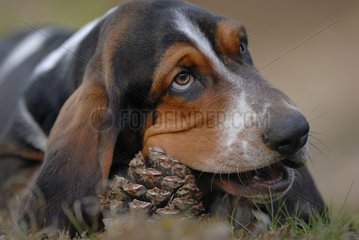 Figaro tricolor Basset Hound puppy in the forest