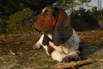 Figaro tricolor Basset Hound puppy in the forest