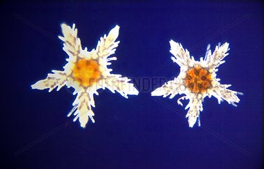 Planktonic larvae of Astérides