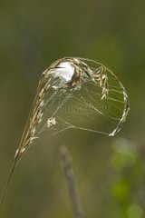 A spider's nest of grass bent by a canvas