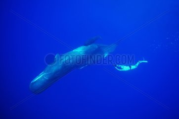 Diver next to a female Sperm Whale with its young
