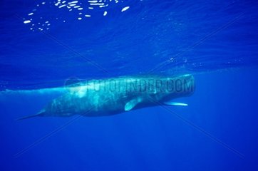 Sperm Whale in the Indian Ocean