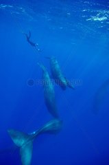 Diver near a group of sperm whale Indian ocean