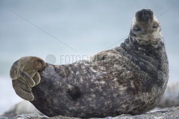 Grey seal resting on a beach of Helgoland Germany
