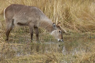 Defassa waterbuck female drinking Botswana