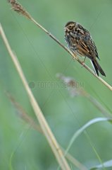 Reed Bunting on a stem Finland