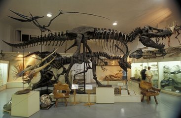 Squelette du Tyranosaure Stan Black Hills USA