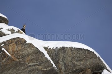 Chamois on snowy rock - Gran Paradiso Alps Italy