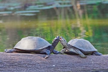 Encounter between African serrated mud turtle South Africa