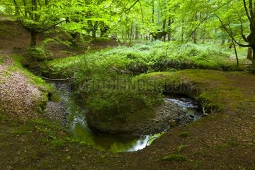 Stream in the woods Gorbeia NP Basque Country Spain