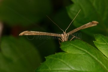 Plume Moth resting Nature Reserve Evere Moeraske