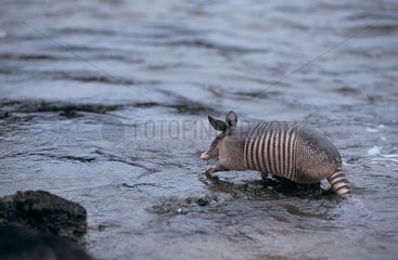 Nine-banded Armadillo in the water French Guiana