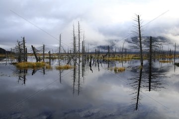 Bog along the Seward Highway Alaska