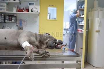 Preparing a dog for surgery under anesthesia France
