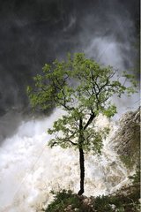 Baum Ã¼ber dem stolzen stromabwÃ¤rts gelegenen Damm in der Mitte freigelassen