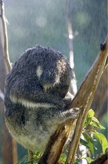 Koala in the rain Australia