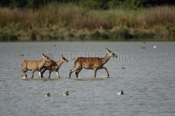 Female Red deer with its youngs walking in water Spain
