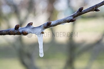 Ice-covered branch in winter Vaucluse France