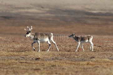 Peary Caribou female and her young in the tundra Canada
