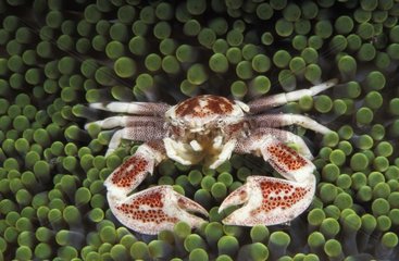 Crabe porcelaine des anémones Papouasie-Nouvelle-Guinée
