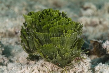 Algue de Pinecone pourssant sur le fond marin sableux Belize