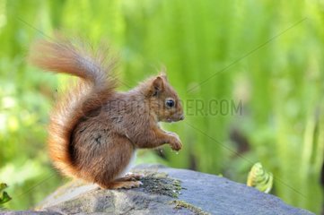 Eurasian Red Squirrel standing on a rock France
