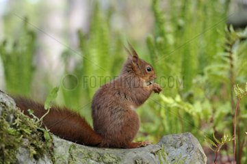 Eurasian Red Squirrel eating standing on a rock France