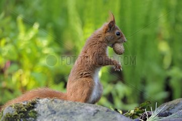 Red Squirrel standing on a rock with a nuts in mouth