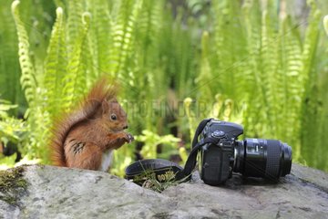 Red Squirrel standing on a rock near a camera