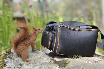 Red squirrel sniffing the bag with a camera France