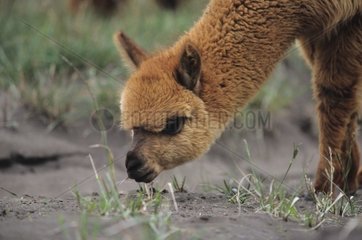 Portrait d'Alpaca domestiqué broutant Equateur