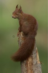 Red squirrel closing its eyes on a dead trunk France