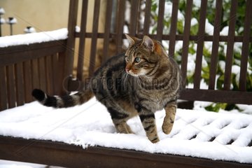 Katze  die auf einer mit Schnee bedeckten Bank geht