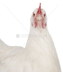 White hen of Gâtinais breed