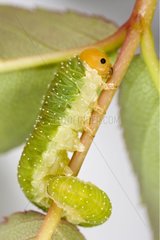 Close-up of green Caterpiller with orange head on foliage