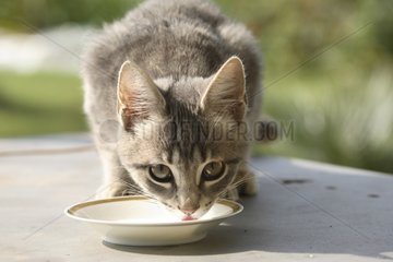 Young lapant cat of milk in a small plate
